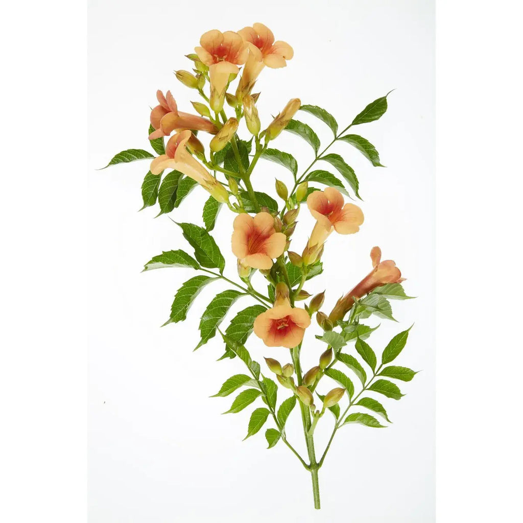 Campsis Indian Summer - Trompetenblume Orange - Ø15 cm - ↕65 cm - Pille Gartenwelt