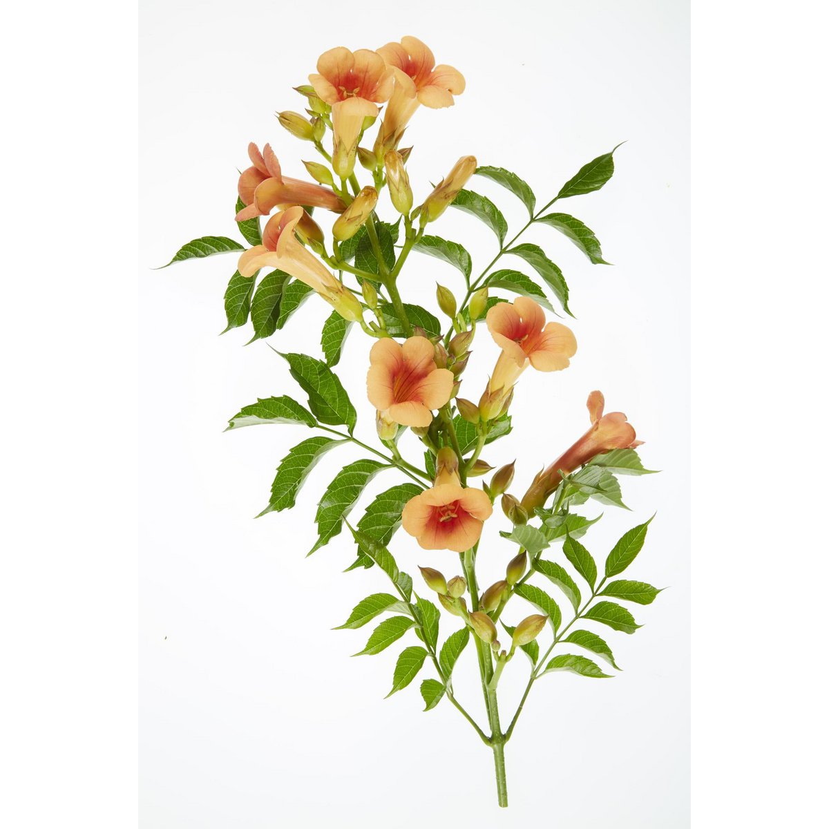 Campsis Indian Summer - Trompetenblume Orange - Ø15 cm - ↕65 cm