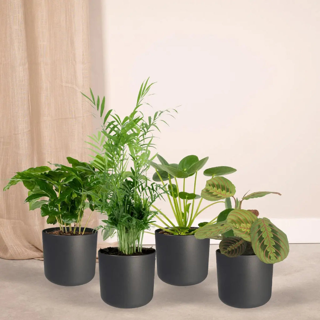 Tierfreundlicher Pflanzenkasten - 4 Zimmerpflanzen - Ø12cm - Verschiedene Höhen MEERgroothandel Planten