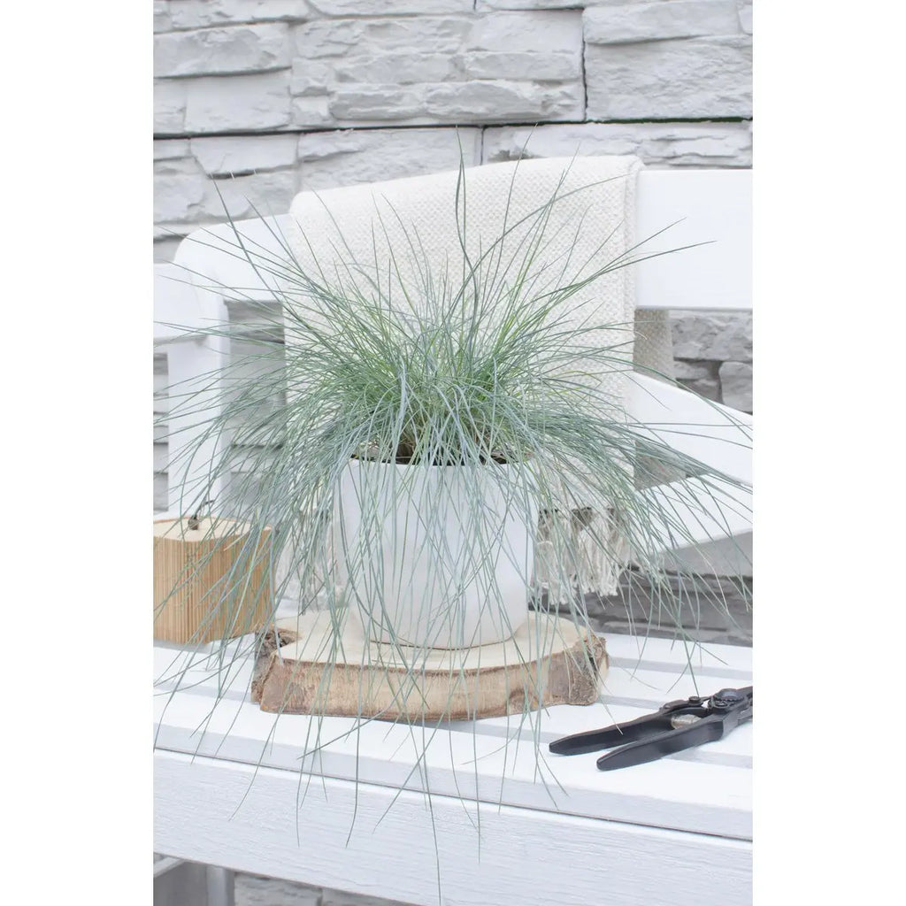 Festuca Glauca Azura Blue - Ø19cm - ↕40cm - Ø14 - ↨30cm |Zier-Gras Blauschwingel - Pille Gartenwelt