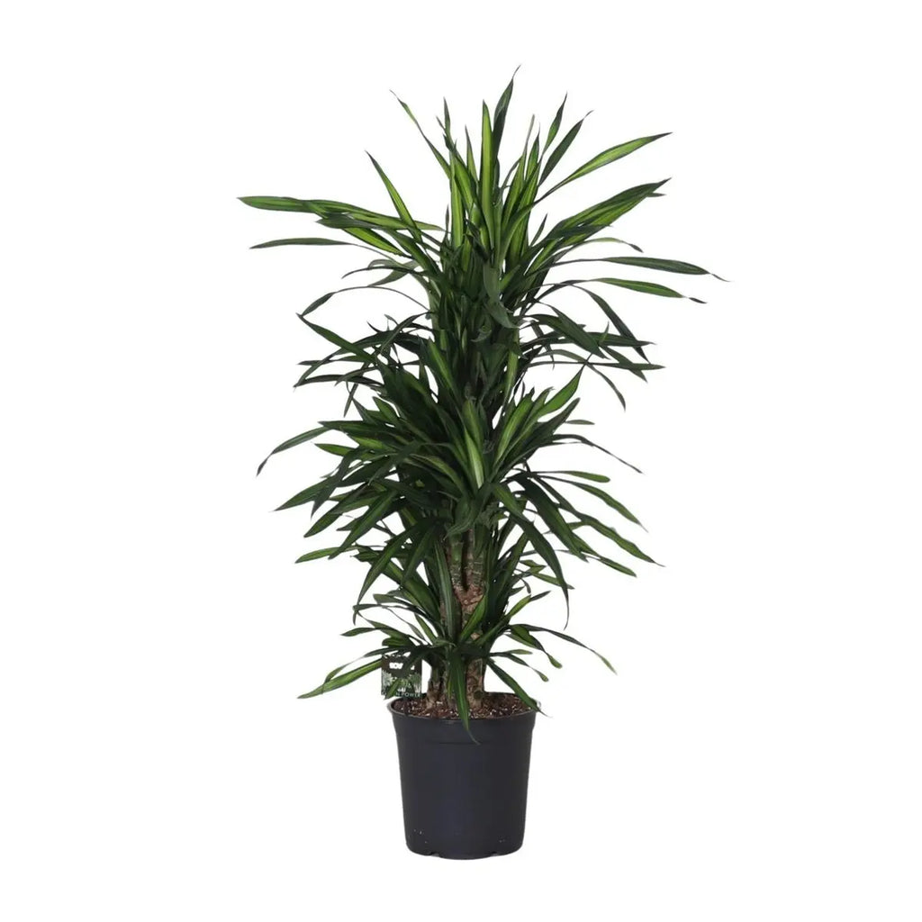 Dracaena Fragrans optimal verzweigt | P27 Pflanztopf, ca. H120 cm Höhe bei Lieferung - Pille Gartenwelt