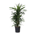 Dracaena Fragrans optimal verzweigt | P27 Pflanztopf, ca. H120 cm Höhe bei Lieferung - Pille Gartenwelt
