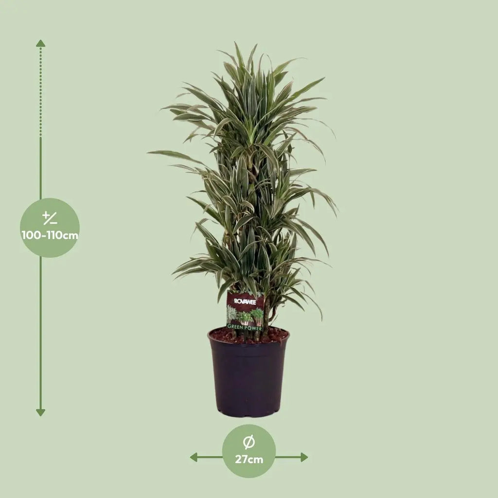 Dracaena fragrans ‘Warneckei’ Ø27 cm – ca. 110 cm | Grünpflanze - Pille Gartenwelt