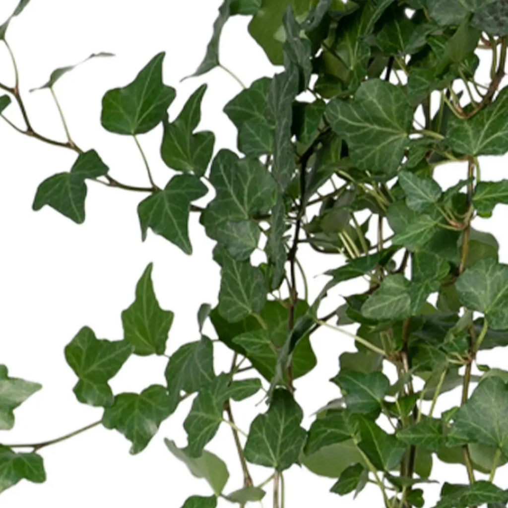 Hedera Wonder Green Hang - Efeu - Ø17cm - ↕70cm MEERgroothandel Planten