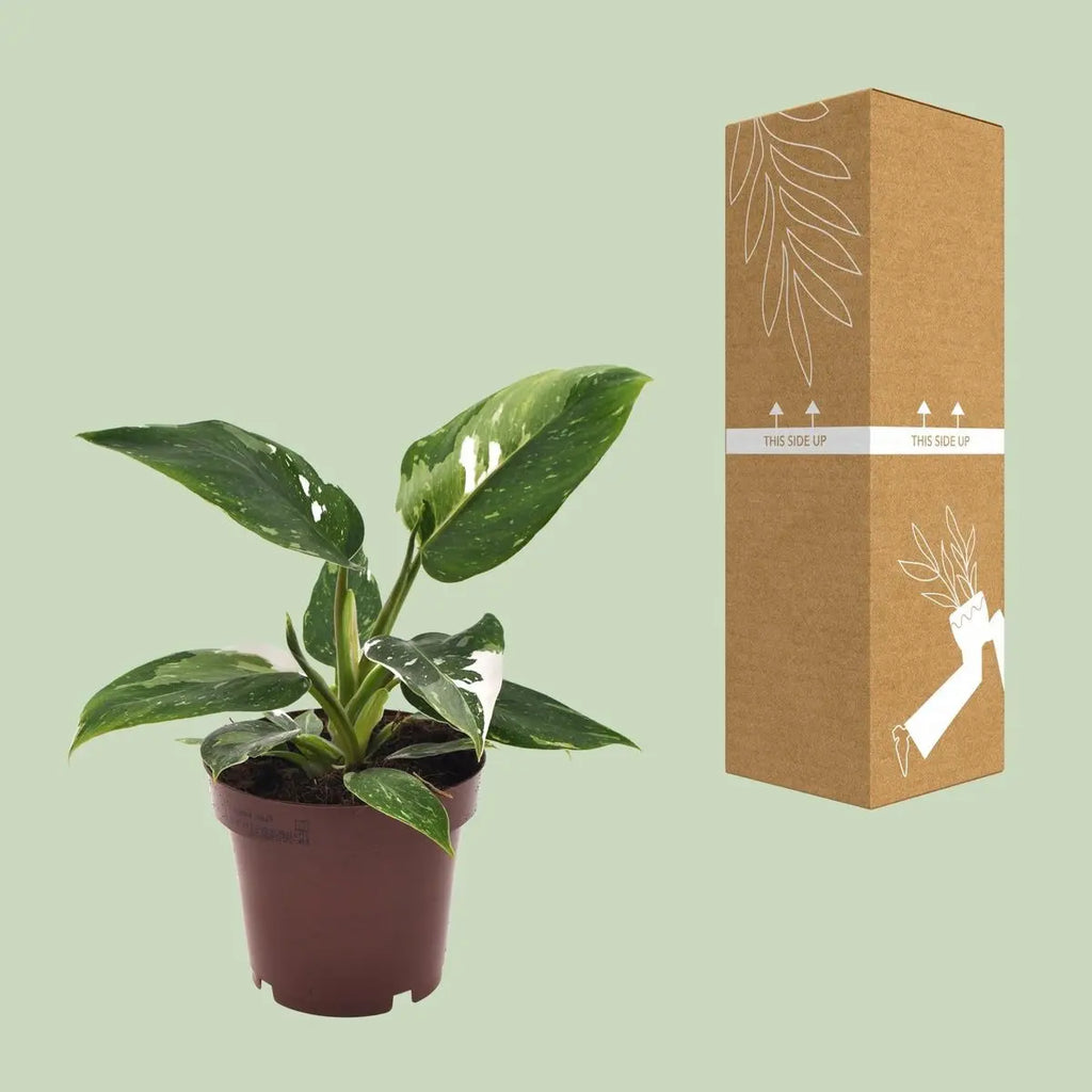 Philodendron White Princess Ø12 cm – ca. 25 cm, weiß-grün panaschiert - Pille Gartenwelt