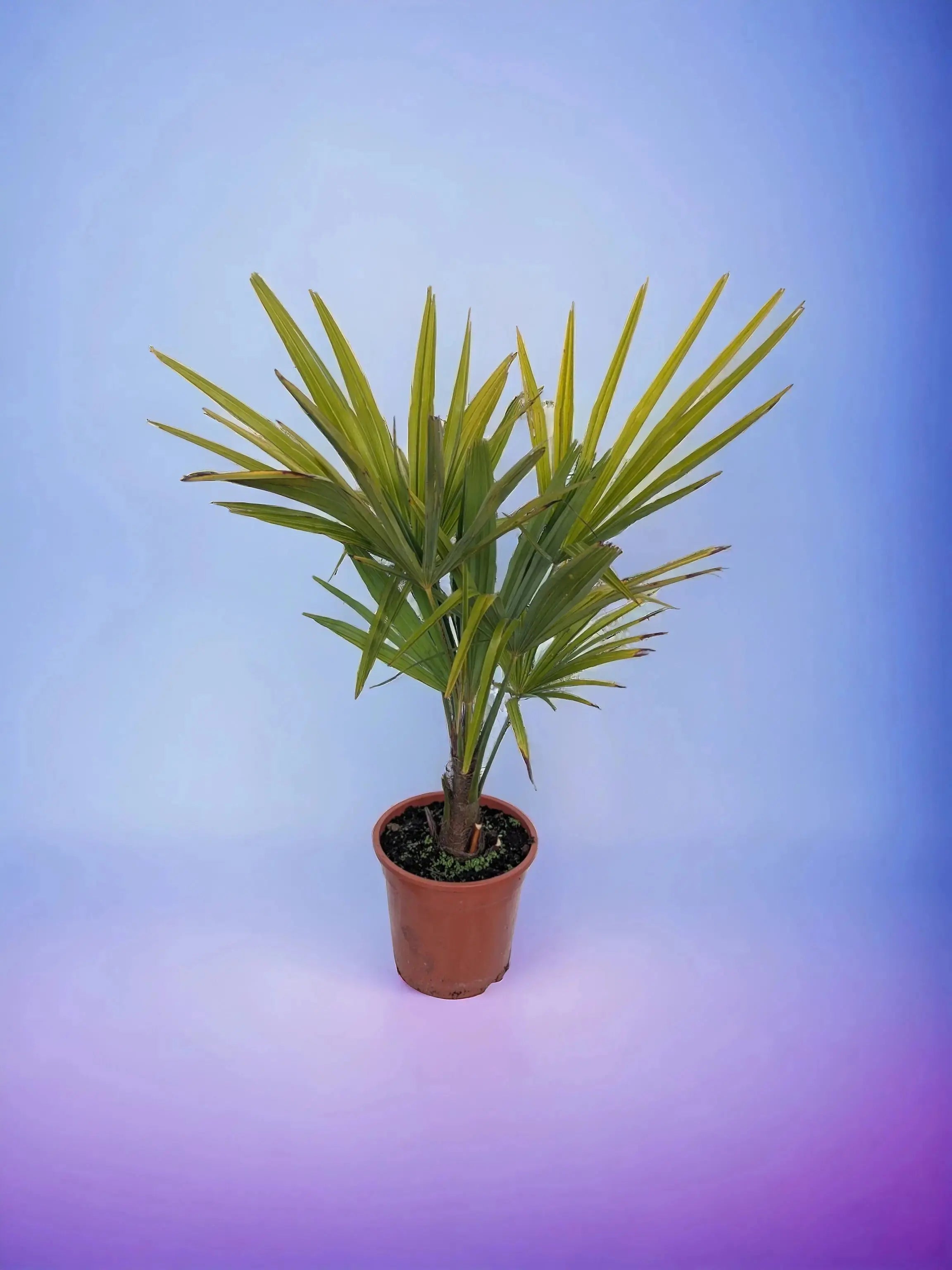 Trachycarpus fortunei - Chinesische Hanfpalme aus Freilandzucht