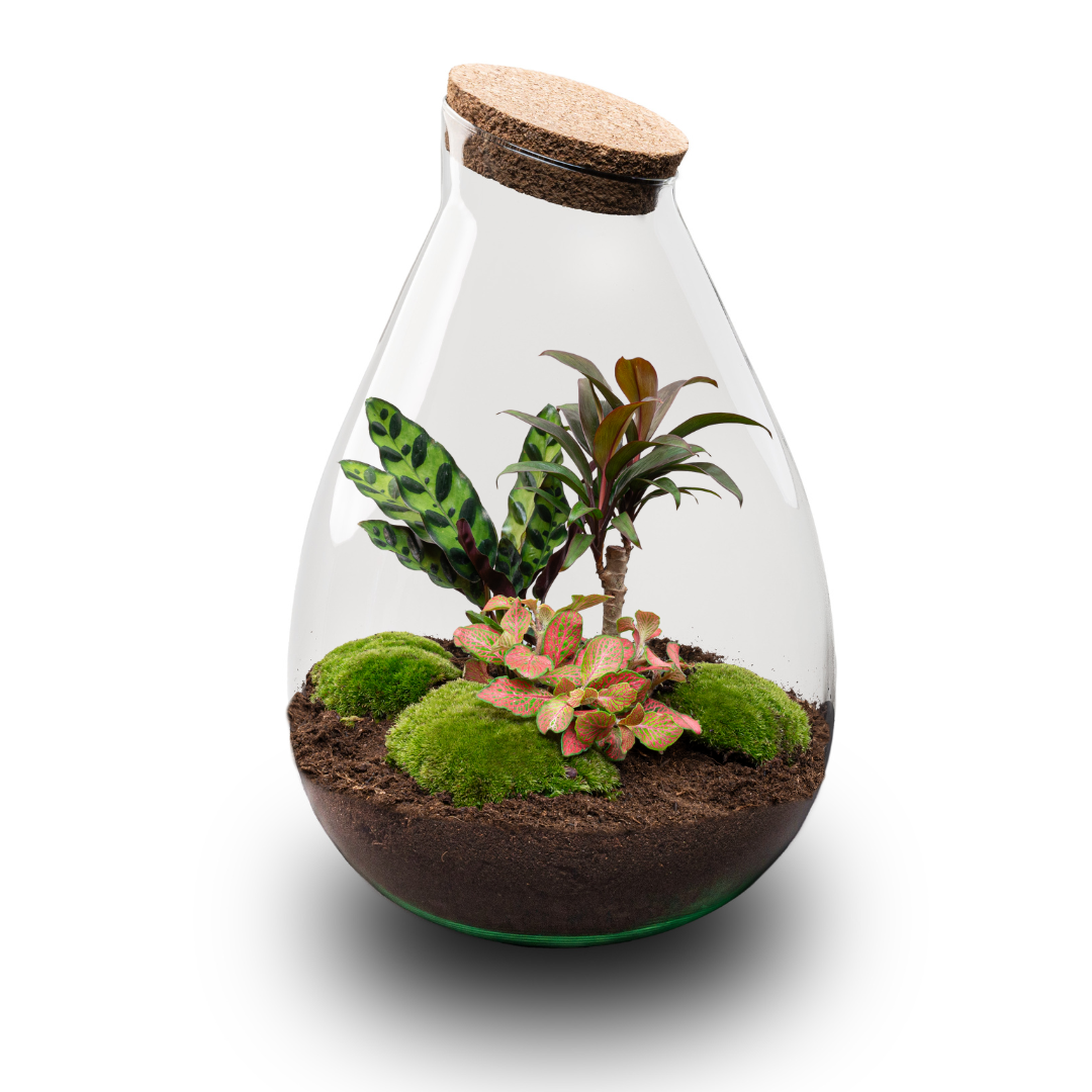 Terrarium-Bausatz – Drop XL Palme – Flaschengarten – ↑ 37 cm