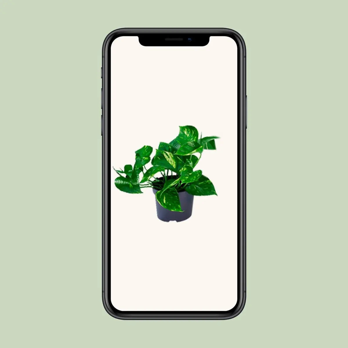 Efeutute Epipremnum golden - Ø12cm - ↕20cm