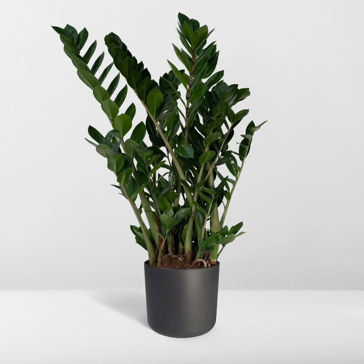 Zamioculcas Zamiifolia - Smaragdpalme - Ø21cm - ↕80cm MEERgroothandel Planten