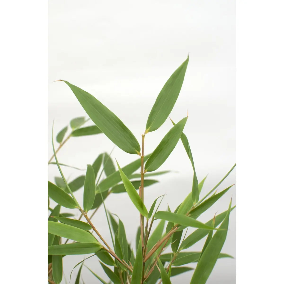 4x Fargesia rufa - ↨40 cm - Ø14 MEERgroothandel Planten