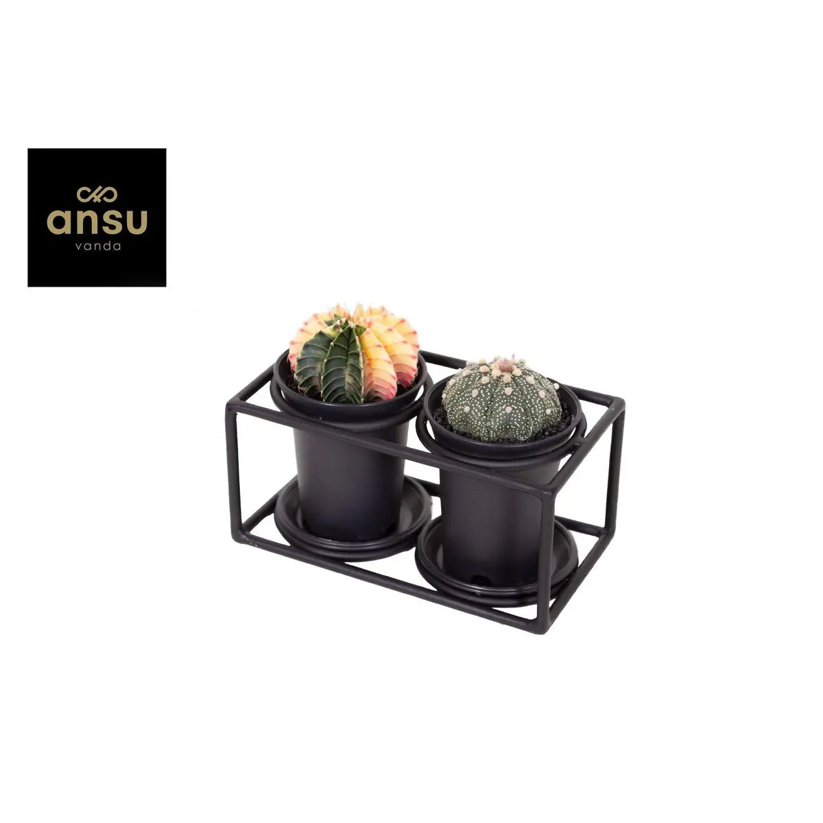 Kaktus -Duo im Designrahmen - Ø17cm - ↕12cm MEERgroothandel Planten