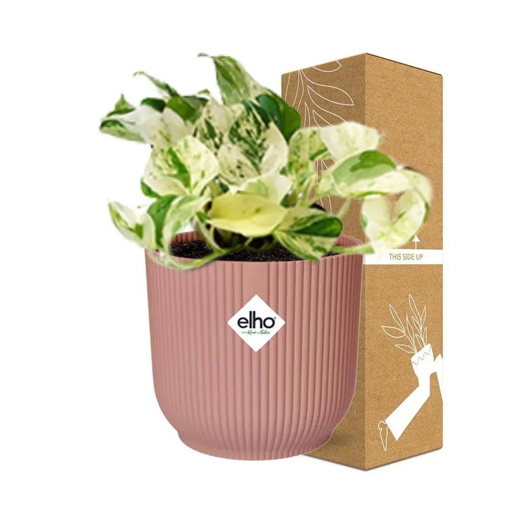 Epipremnum pinnatum fröhliches Blatt in Elho Vibes Falten Sie 14 cm Roze MEERgroothandel Planten