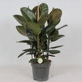 „Ficus Robusta (Gummibaum) – Zimmerpflanze im Topf Ø27 cm, ca. 90 cm hoch“
