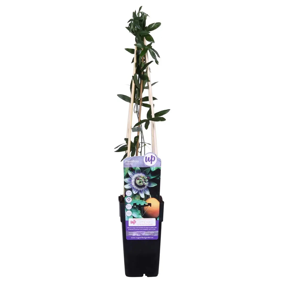 Passiflora Blau - ↨65 cm - Ø15 MEERgroothandel Planten