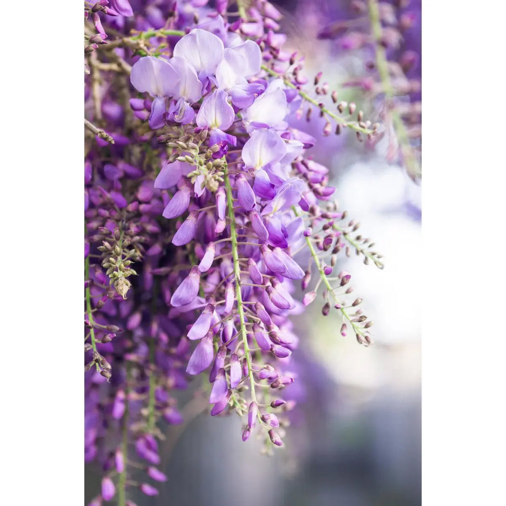 Wisteria Floribunda 'Naga Noda' - lila Regen - Ø15 cm - ↕65 cm