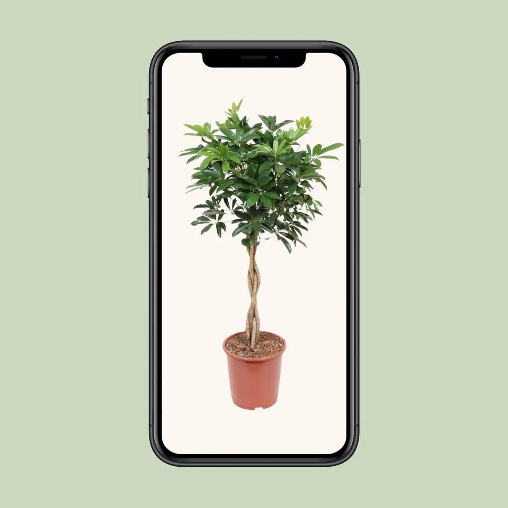 Schefflera arboricola Compact - Ø27cm - ↕120 cm MEERgroothandel Planten