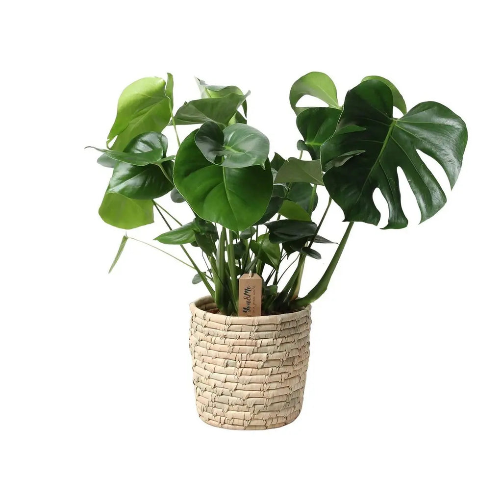 Monstera in Korb Palmleaf - Ø21CM - ↕60 cm MEERgroothandel Planten