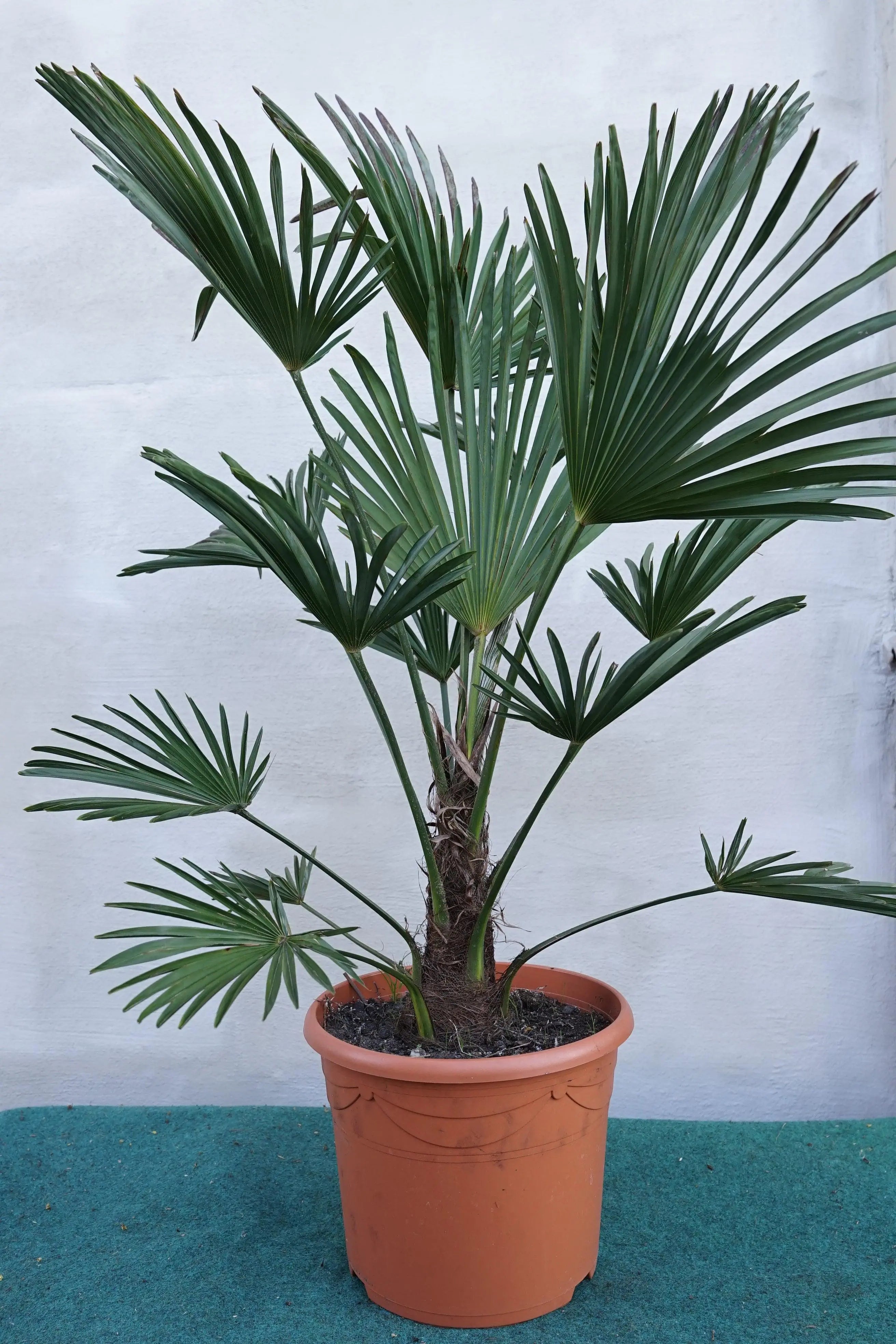 Trachycarpus wagnerianus - Wagner Hanfpalme aus Freilandzucht