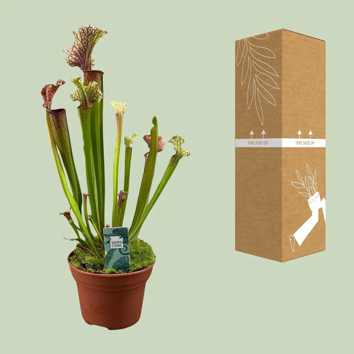 Sarracenia Judith Hindle - Ø12cm - ↕30 cm