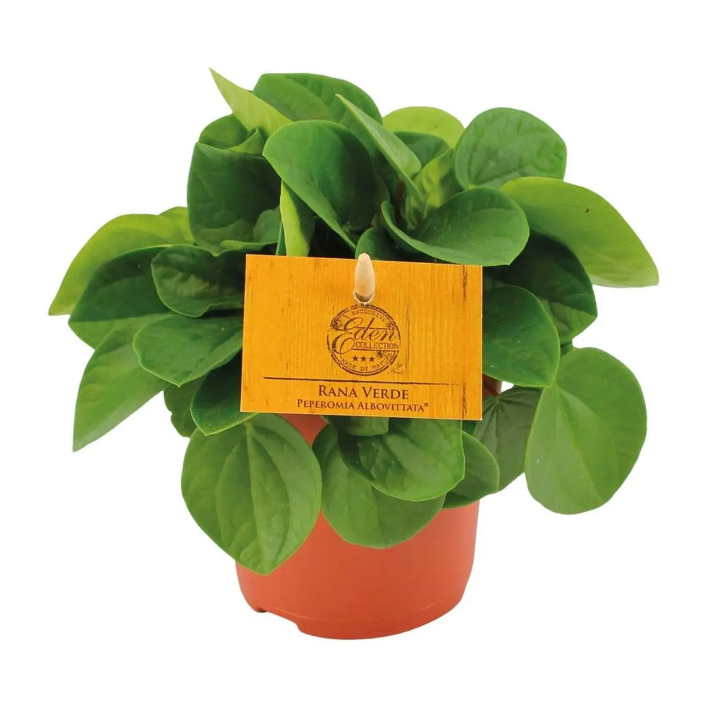 Peperomia Babaria Rane Verde - Ø11cm - ↕15cm