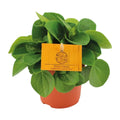 Peperomia Babaria Rane Verde - Ø11cm - ↕15cm