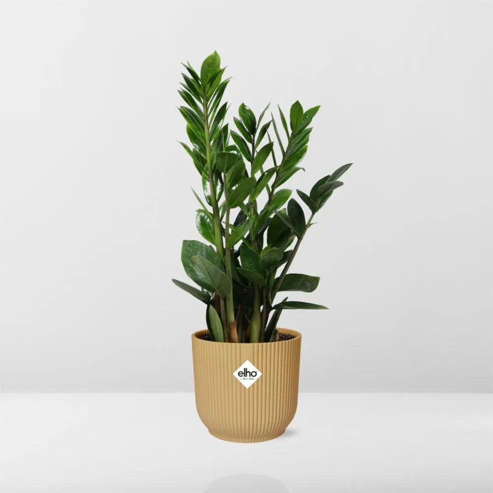Zamioculcas-Höhe 45-50 in Elho-Vibes Falten Sie 14 cm Geel MEERgroothandel Planten