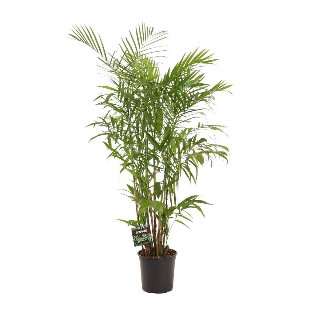 Chamaedorea Sefits - Ø27cm - ↕160 cm MEERgroothandel Planten