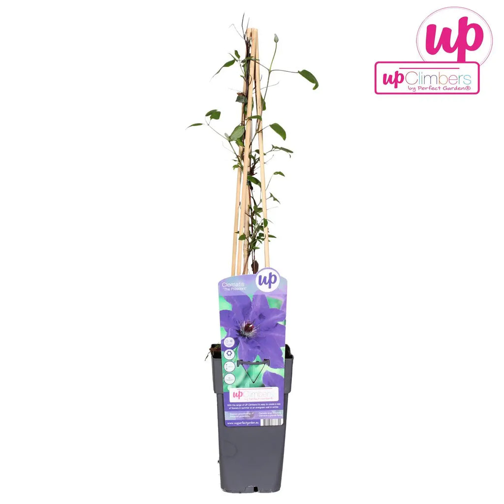 Clematis 'the President' Kletterpflanze schnellwachsend - Ø15 cm - ↕65 cm - Pille Gartenwelt
