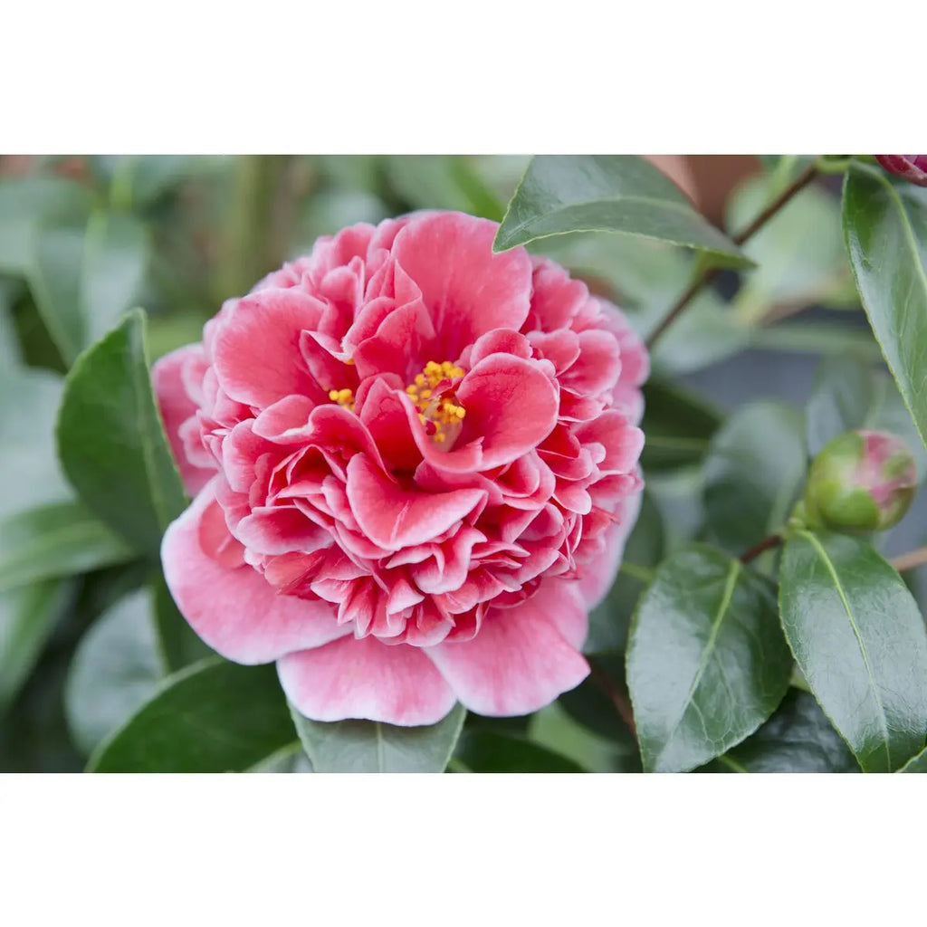 Kamelie ‘Volunteer’® (Camellia japonica) - Ø13cm - ↕20cm - Pille Gartenwelt