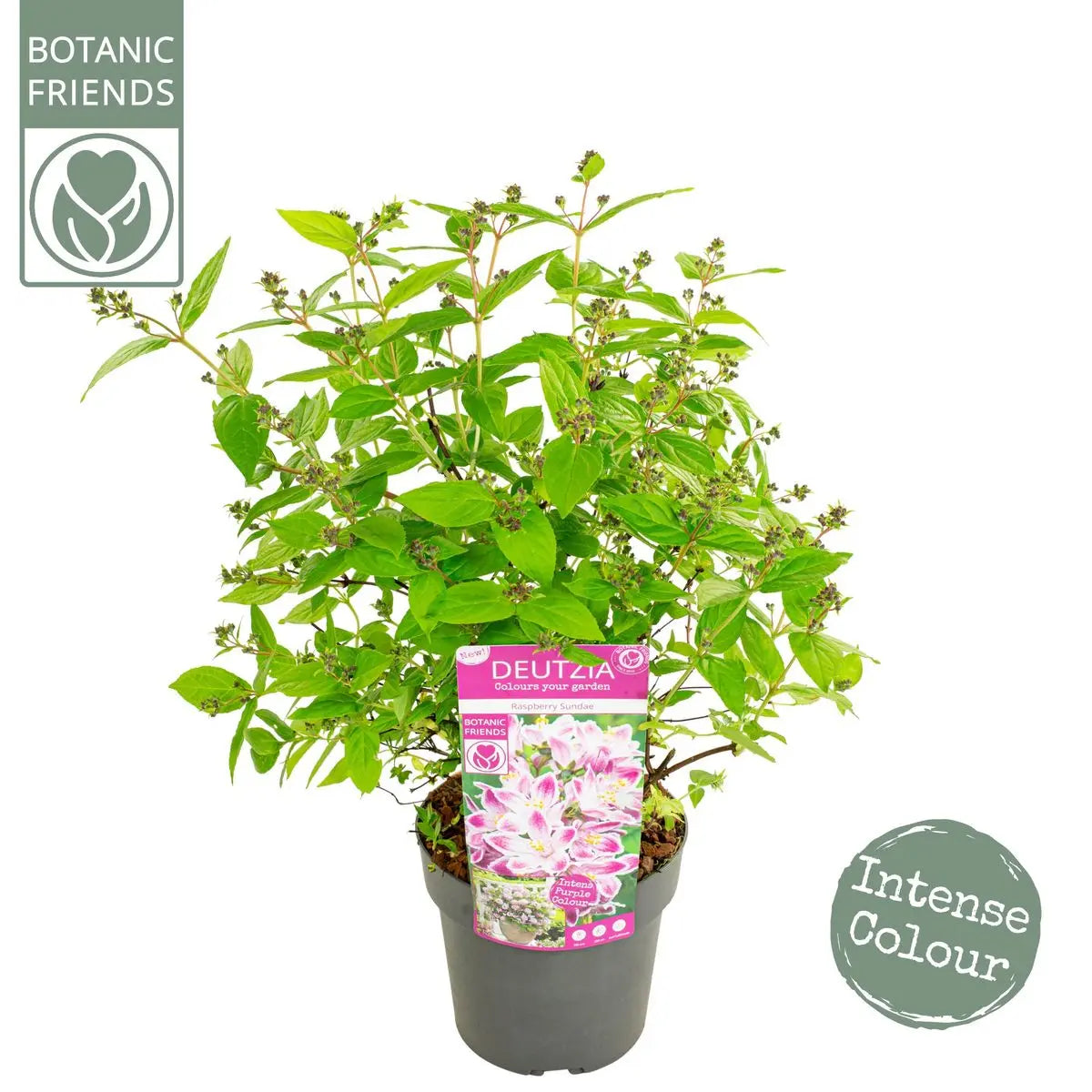 Maiblumenstrauch Deutzia 'Raspberry Sundae'® - ↕30cm - Ø19cm - Pille Gartenwelt