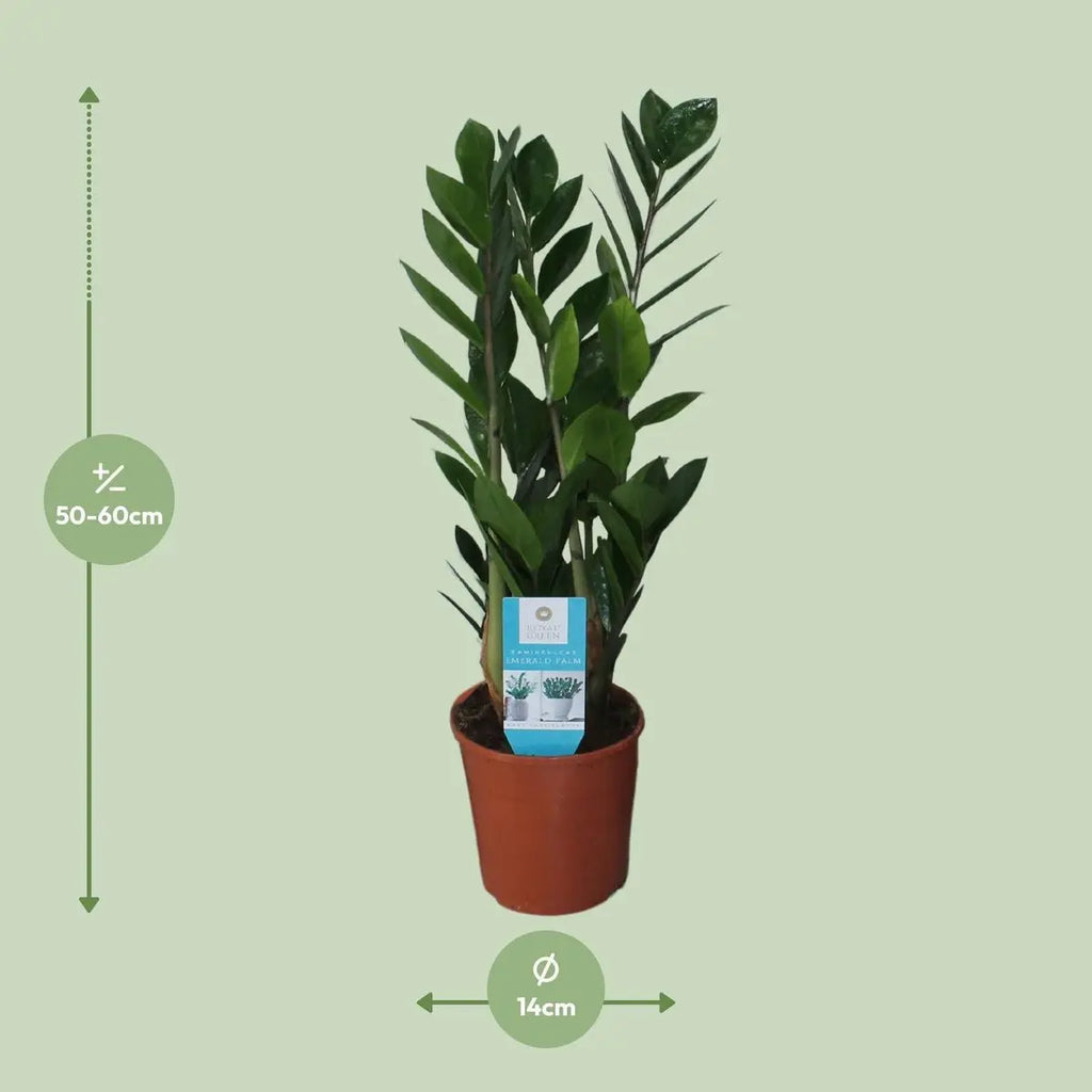 Glücksfeder Zamioculcas Zamiifolia - Ø14cm - ↕55 cm | immergrün - Pille Gartenwelt