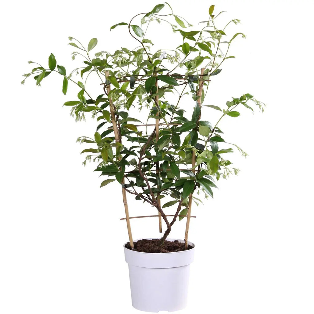 Trachelospermum 'Star of Toscana' - Toskaner Jasmingeel - Ø15cm - ↕65 cm - Pille Gartenwelt