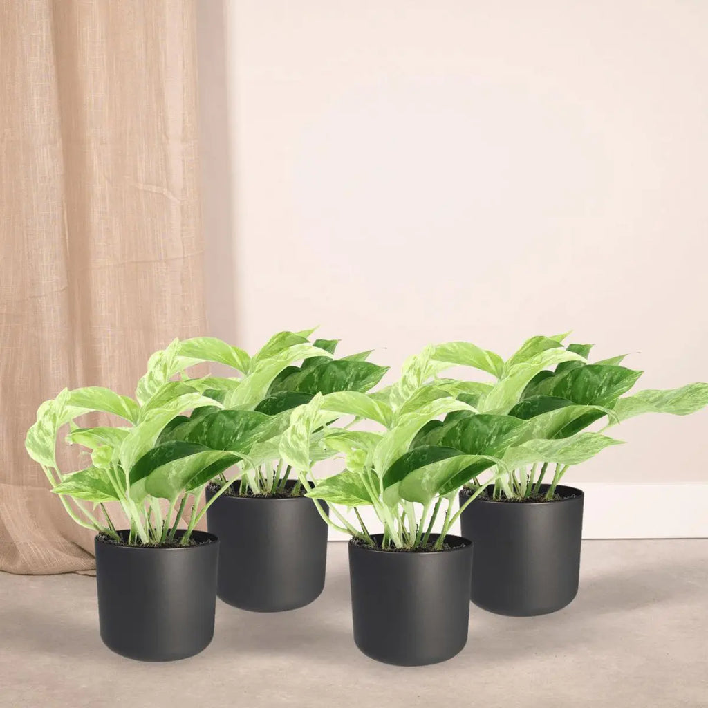 4 x panaschierte Efeutute | Epipremnum Marble Queen- ø12cm - ↕15cm - Pille Gartenwelt