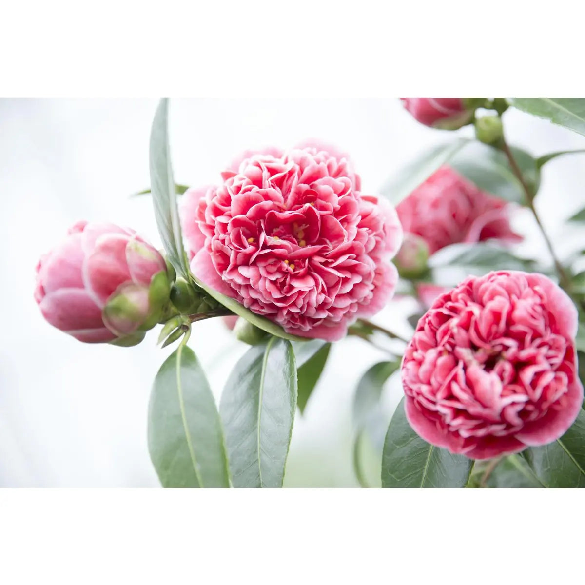 Kamelie ‘Volunteer’® (Camellia japonica) - Ø13cm - ↕20cm - Pille Gartenwelt