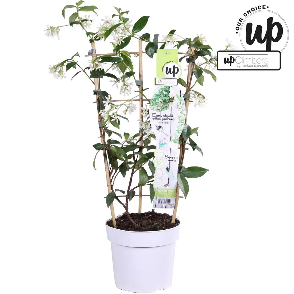 Trachelospermum ‘Star of Venice’ Sternjasmin | duftend | immergrün | 15 cm Durchmesser 65 cm hoch - Pille Gartenwelt