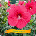 Hibiscus 'Feuerball' C5 - Ø25 cm - ↕35 cm