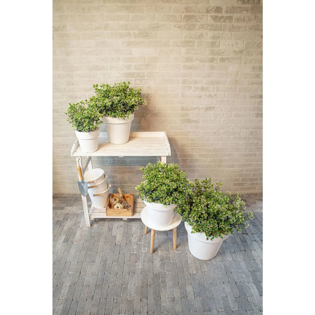 Viburnum 'Fairy Stars'® - ↕20cm - Ø13 cm | Immergrüner Schneeball, kompakt & blühfreudig - Pille Gartenwelt