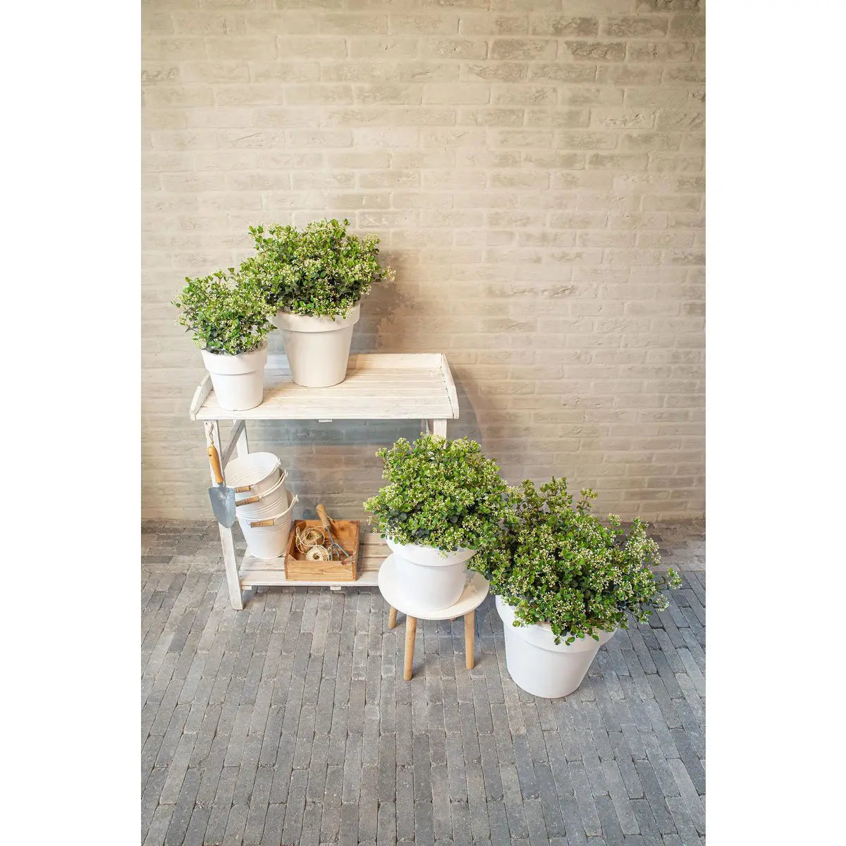 Viburnum 'Fairy Stars'® - ↕20cm - Ø13 cm | Immergrüner Schneeball, kompakt & blühfreudig - Pille Gartenwelt