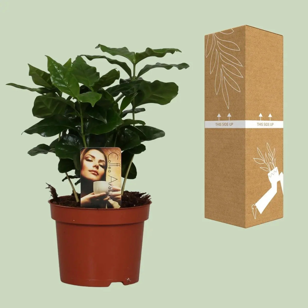 Coffea Arabica - Ø12cm - ↕25 cm MEERgroothandel Planten