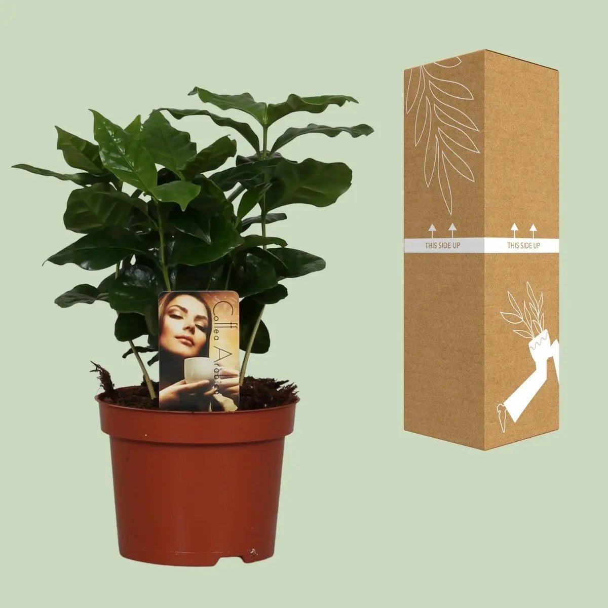Coffea Arabica Kaffeepflanze Ø12 cm – ca. 25 cm Zimmerpflanze – Pille  Gartenwelt