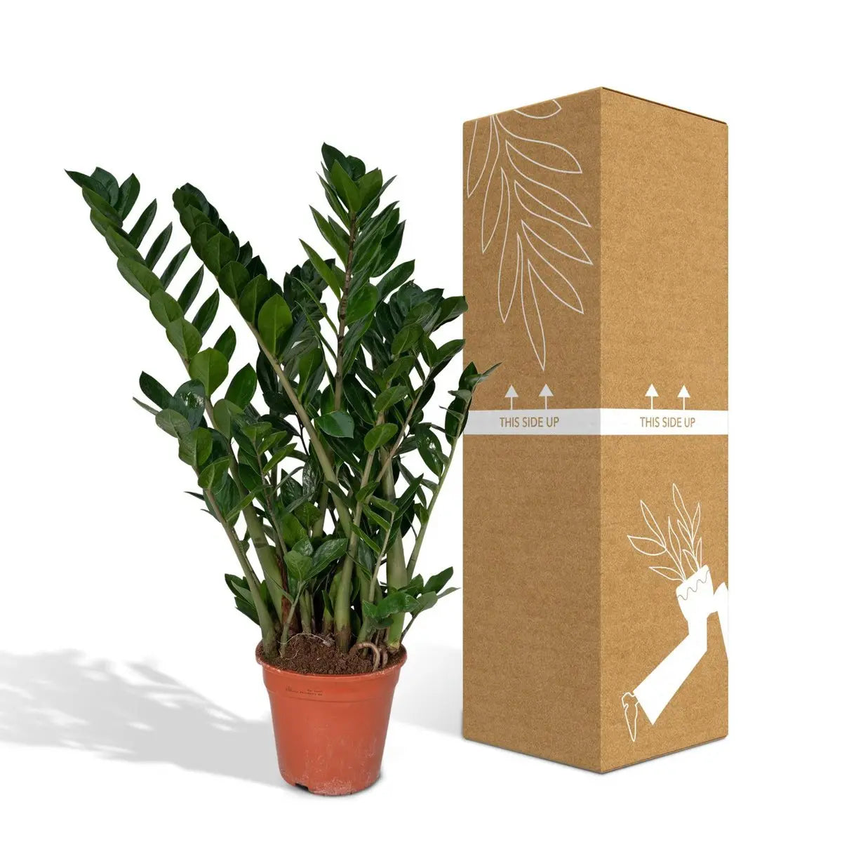 Zamioculcas Zamiifolia - Smaragdpalme - Ø21cm - ↕80cm MEERgroothandel Planten