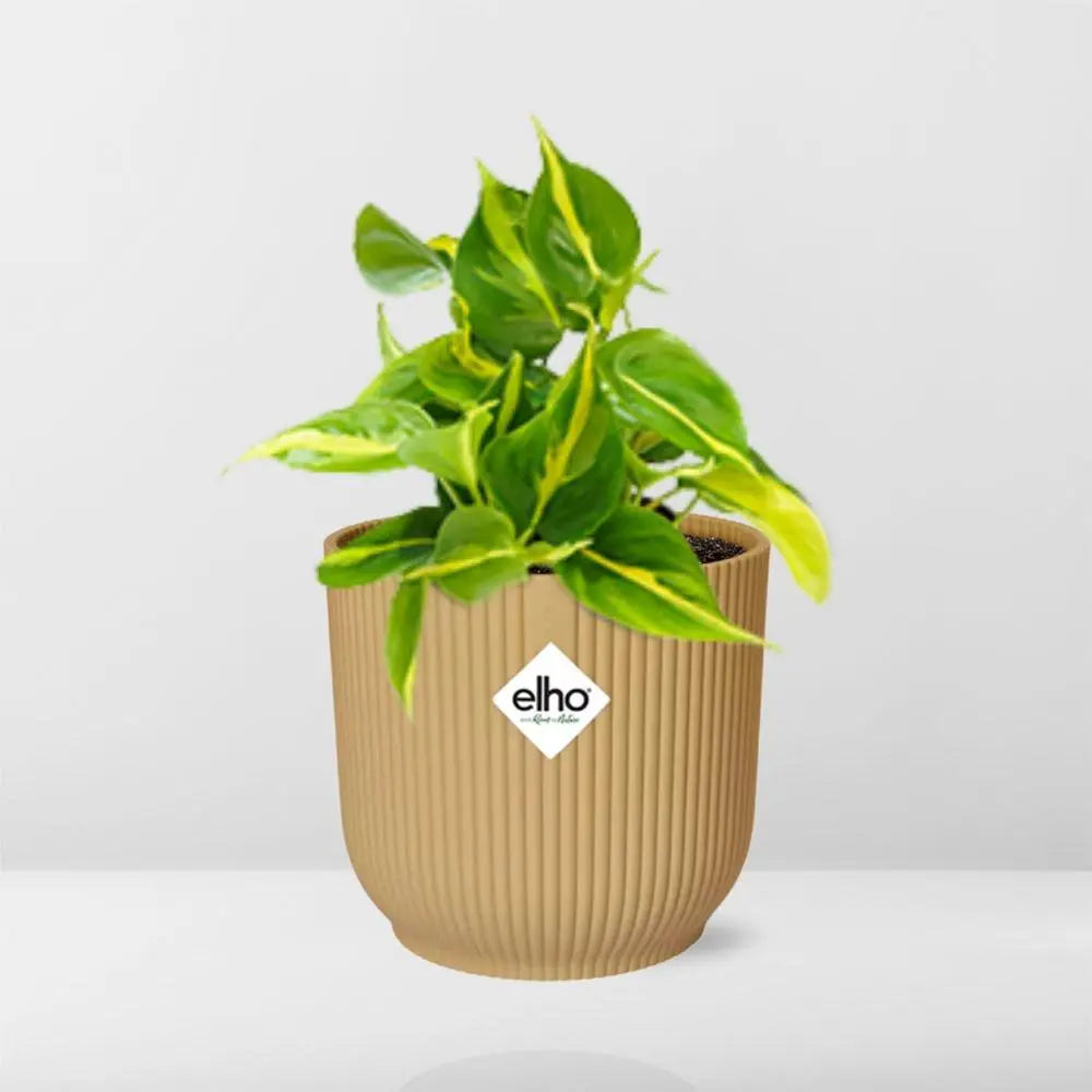 Philodendron klettern 'Brasilien' in Elho Vibes Fold 14 cm Geel MEERgroothandel Planten