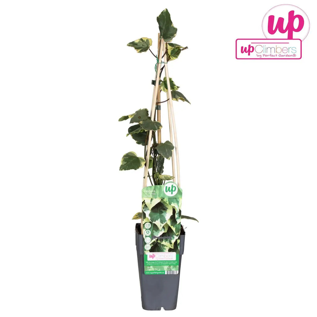 Hedera Colchica 'dentata variegata' - Ø15cm - ↕65 cm