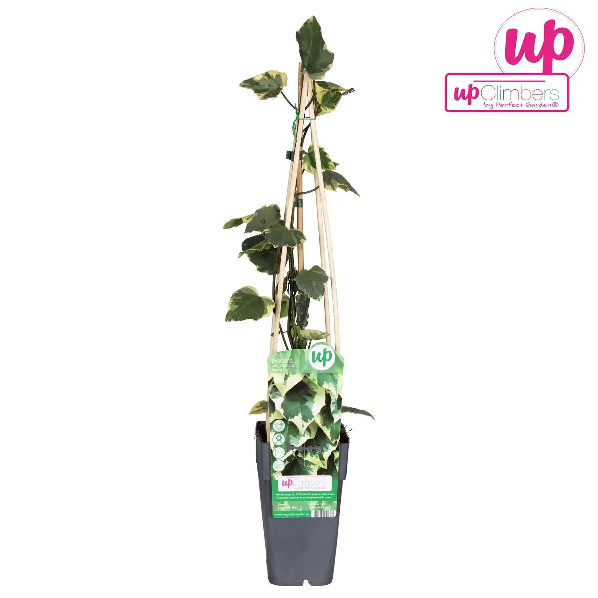 Hedera Colchica 'dentata variegata' - Ø15cm - ↕65 cm