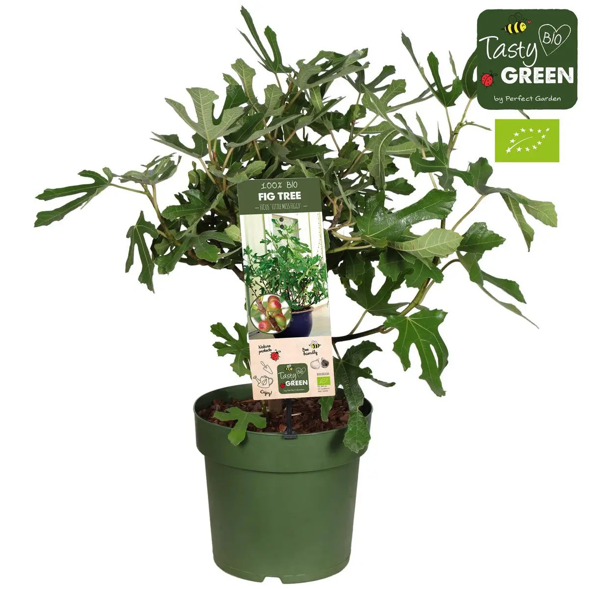 Ficus Carica 'Little Miss Figgy' Bio - Abb - Ø23cm - ↕50cm
