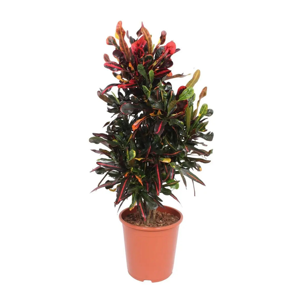 Codiaeum variegatum ‘Mammi’ (Kroton) – Ø27cm – ca. 100cm | Wunderstrauch - Pille Gartenwelt