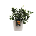 Zitruszitronen Ø16cm - ↕45 cm - Pille Gartenwelt
