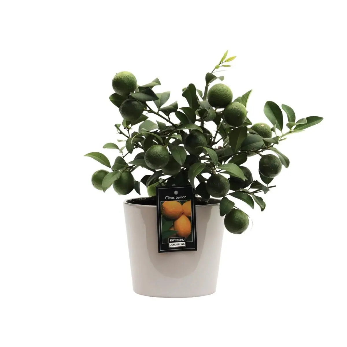 Zitruszitronen Ø16cm - ↕45 cm - Pille Gartenwelt
