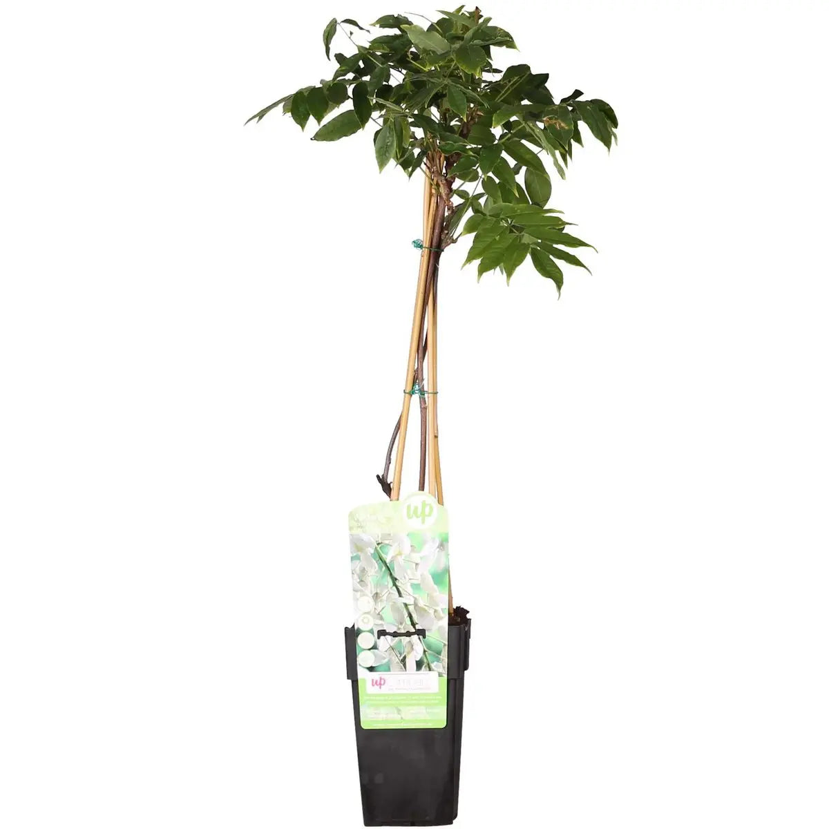 Wisteria Floribunda Alba - Weißer Regen - Ø15 cm - ↕65 cm