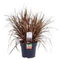 Uncinia rubra ‘Everflame’ Ziergras Mahaghoni-Gras - Ø19cm - ↕30-40cm